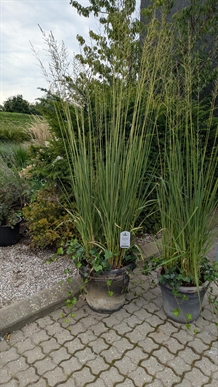 Pibegræs 'Tiki Lights' NORDIC®